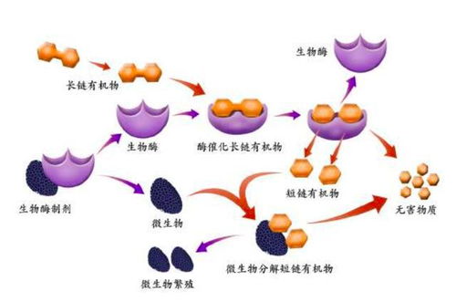 农业种植又添新科技, 生物酶技术 ,轻松种植出高品质农作物